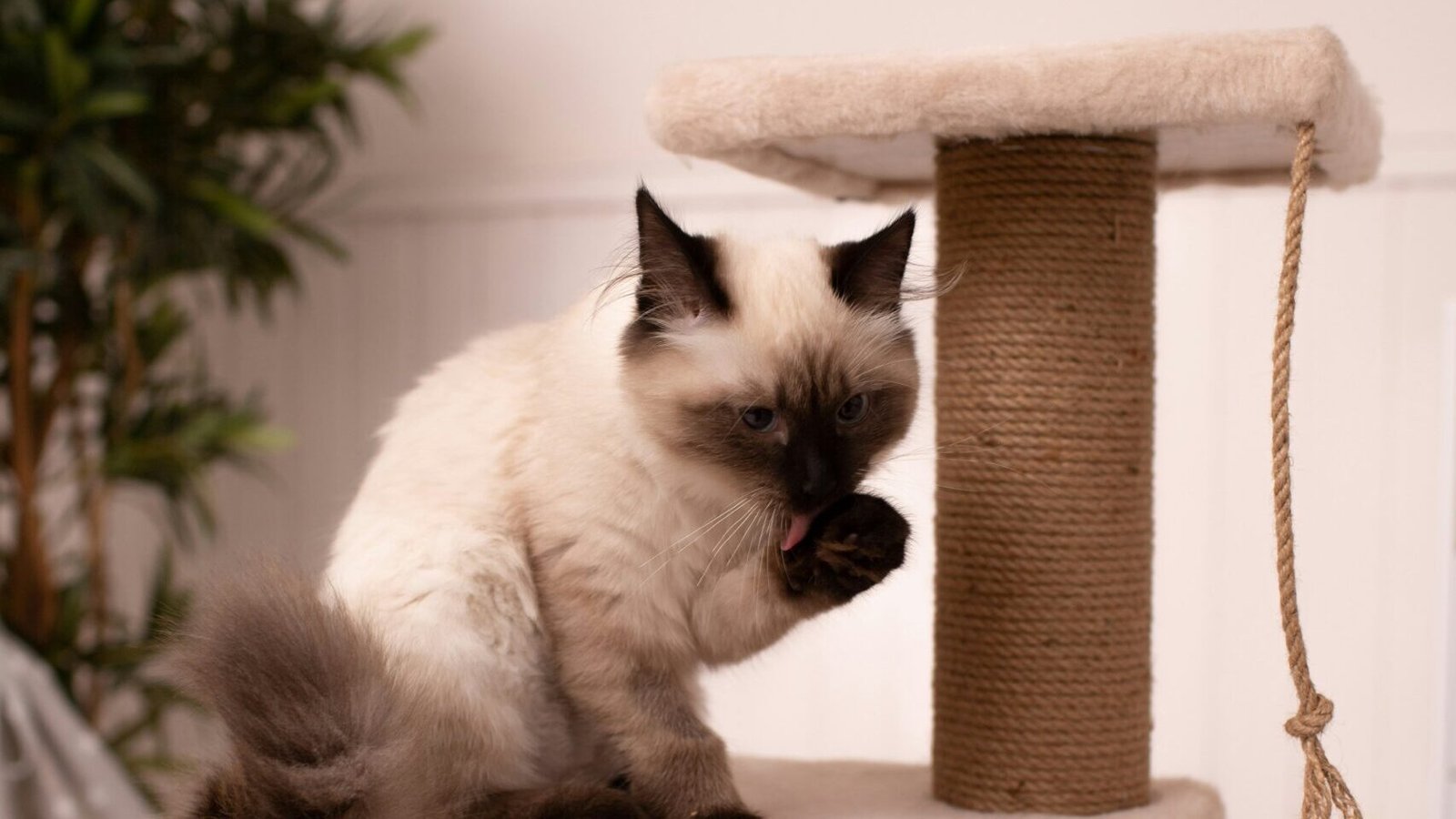 a cat sitting on top of a cat tree