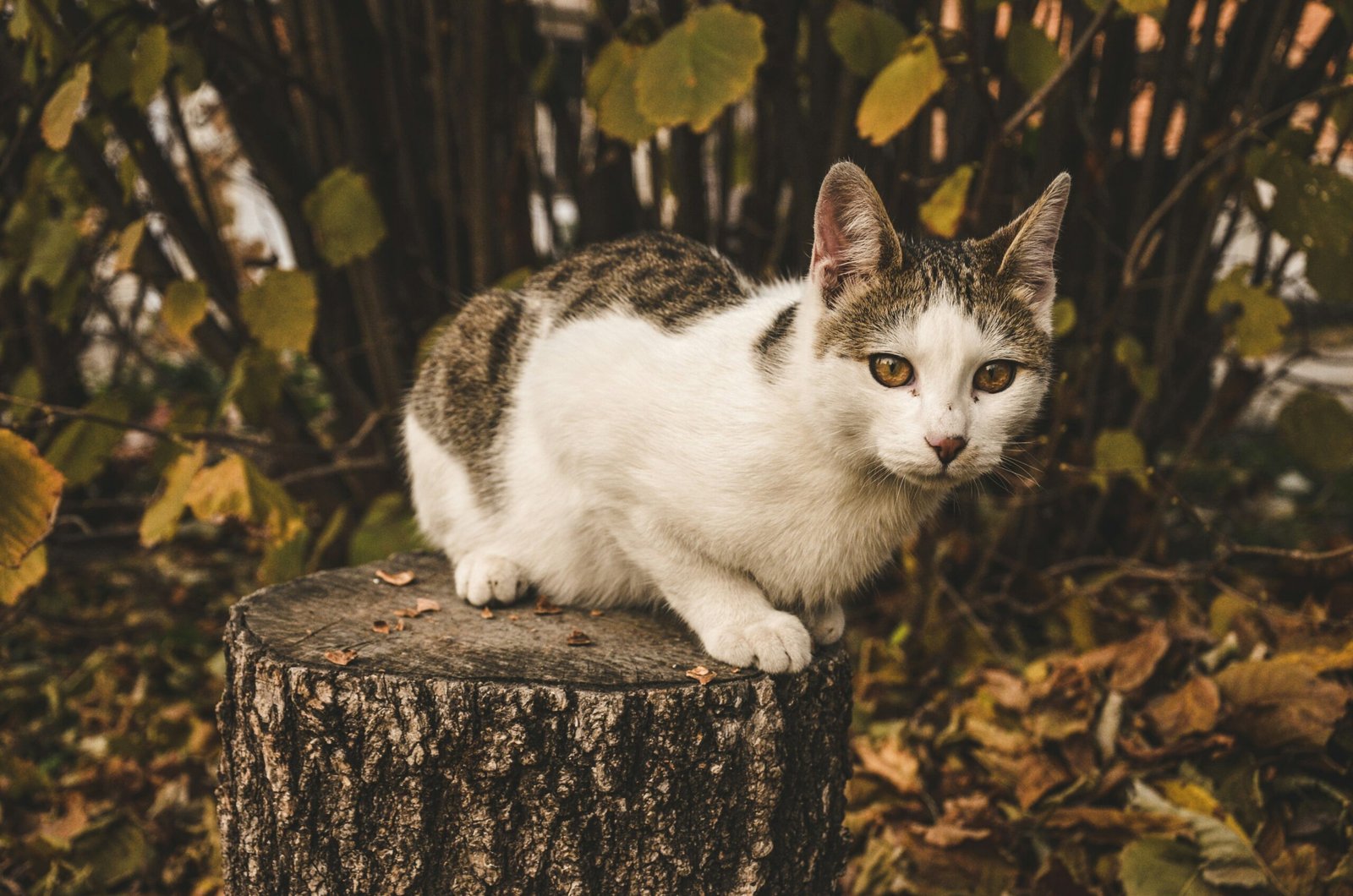 closeup photo of black and white tabby cat