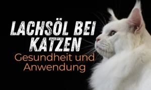 Lachsöl bei Katzen: Vorteile und Anwendung