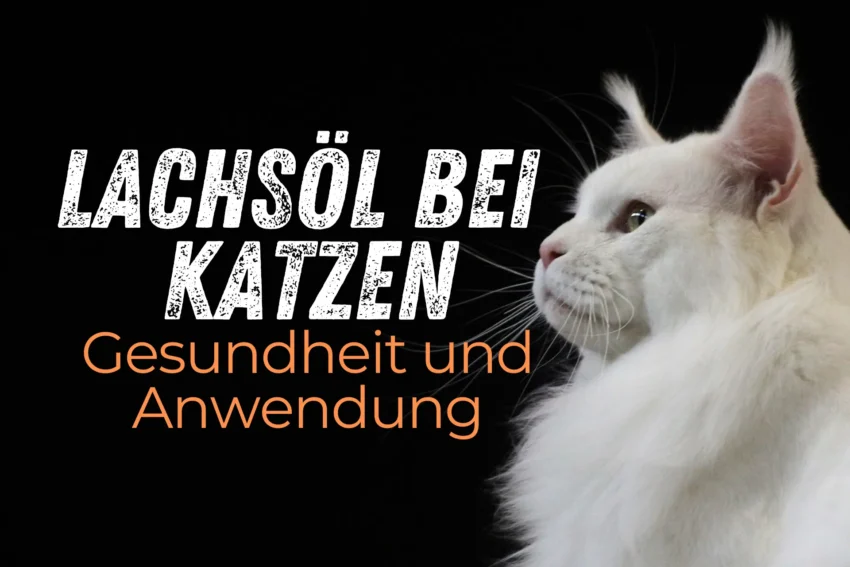 Lachsöl bei Katzen: Vorteile und Anwendung