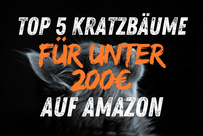 Top 5 Kratzbäume für unter 200€