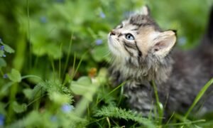 Wohnungshaltung oder Freigang für Katzen