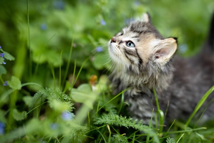 Wohnungshaltung oder Freigang für Katzen