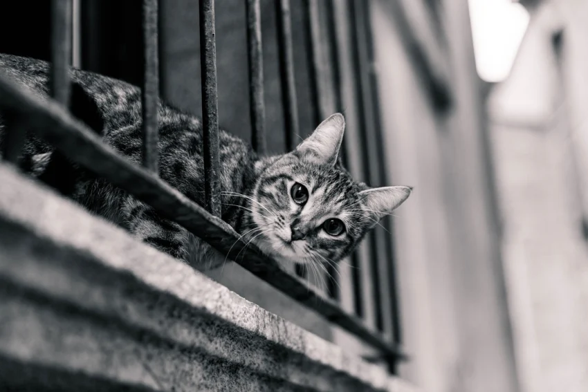 Katzensicherer Balkon gestalten