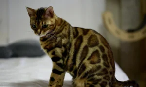 Bengal Katze: Pflegeleicht und Faszinierend