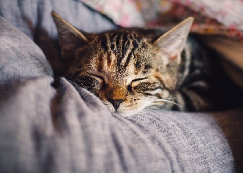 Katze für die Wohnungshaltung