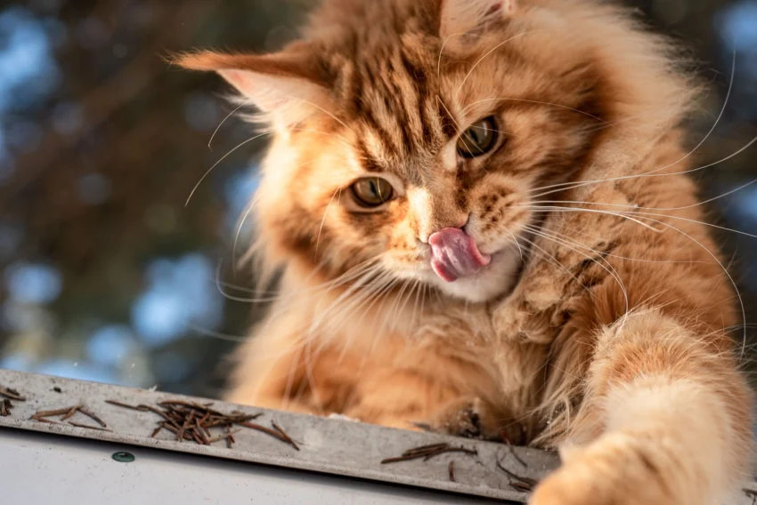 Maine Coon Katze: Der sanfte Riese