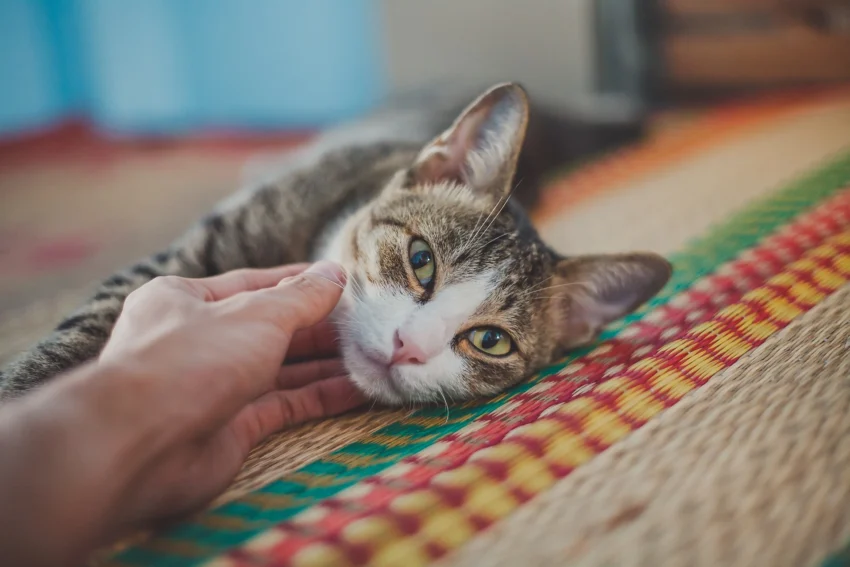 Katzen beschäftigen: Kreative Spielideen für glückliche Stubentiger