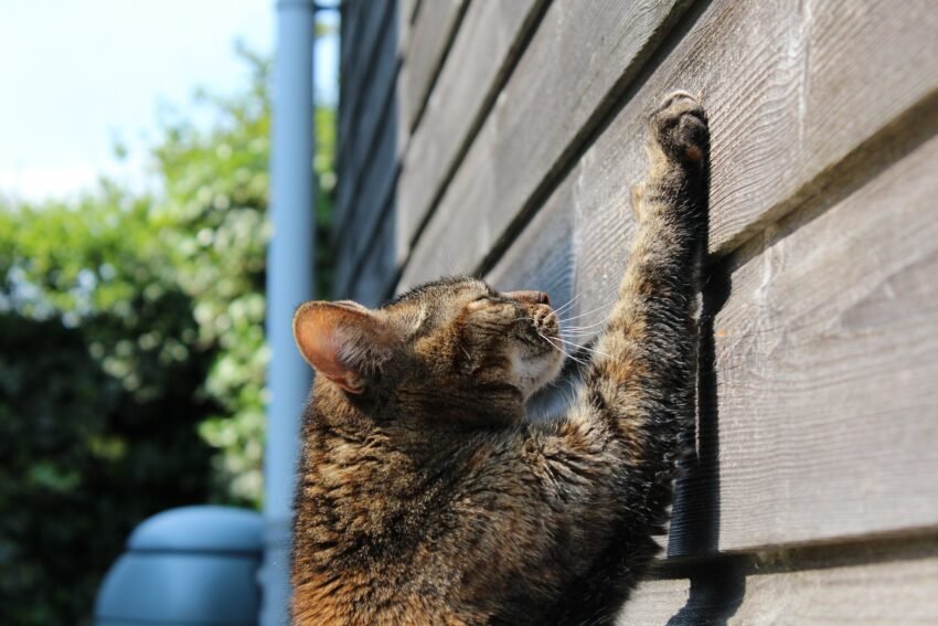 Wandmontierte Katzen-Kletterstrukturen