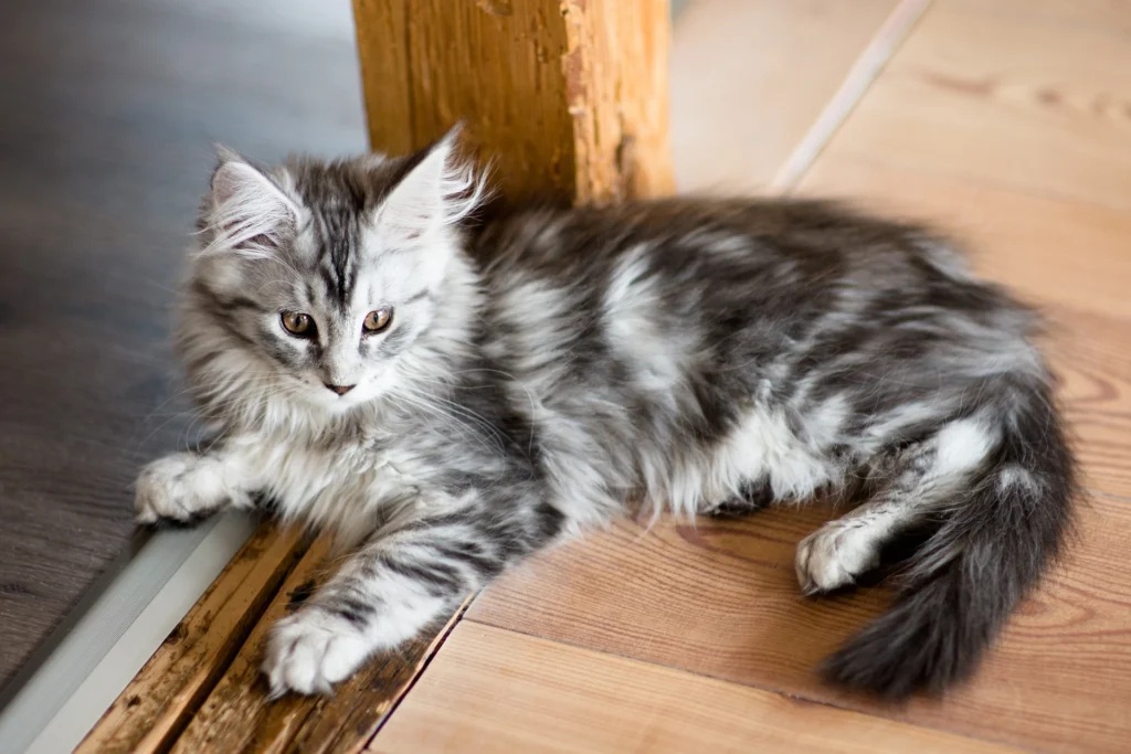 Maine Coon Katze: Pflege und Gesundheit