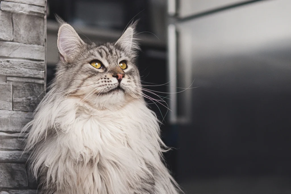 Maine Coon Katze: Physische Merkmale