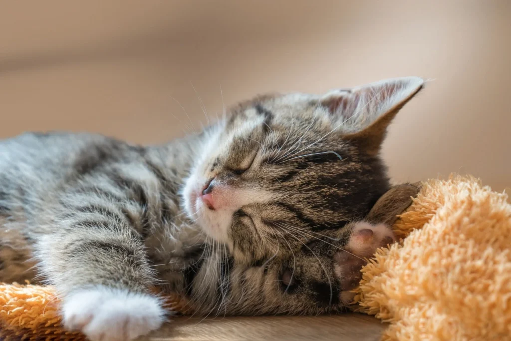 Europäisch Kurzhaar Katze - Pflege und Gesundheit