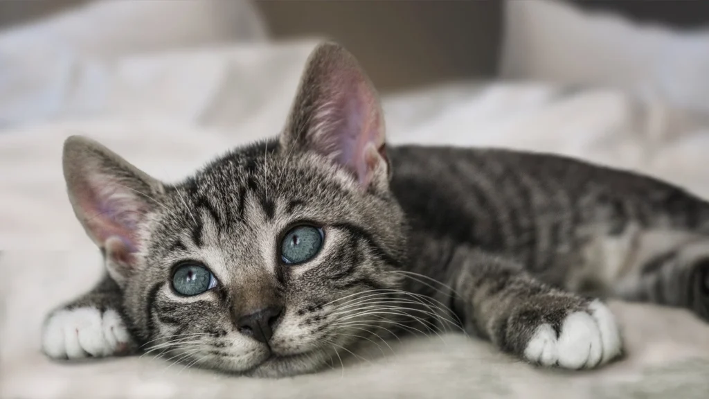 Europäisch Kurzhaar Katze - Merkmale und Erscheinungsbild