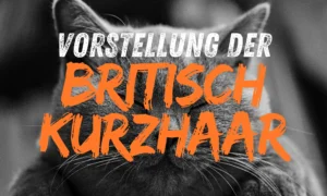 Vorstellung der Britisch Kurzhaar Katze