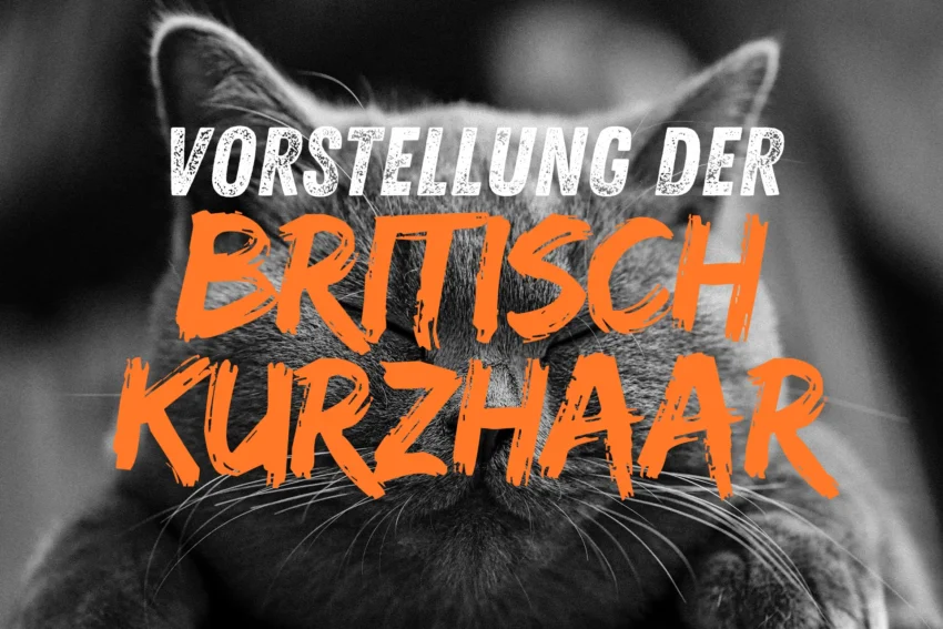 Vorstellung der Britisch Kurzhaar Katze