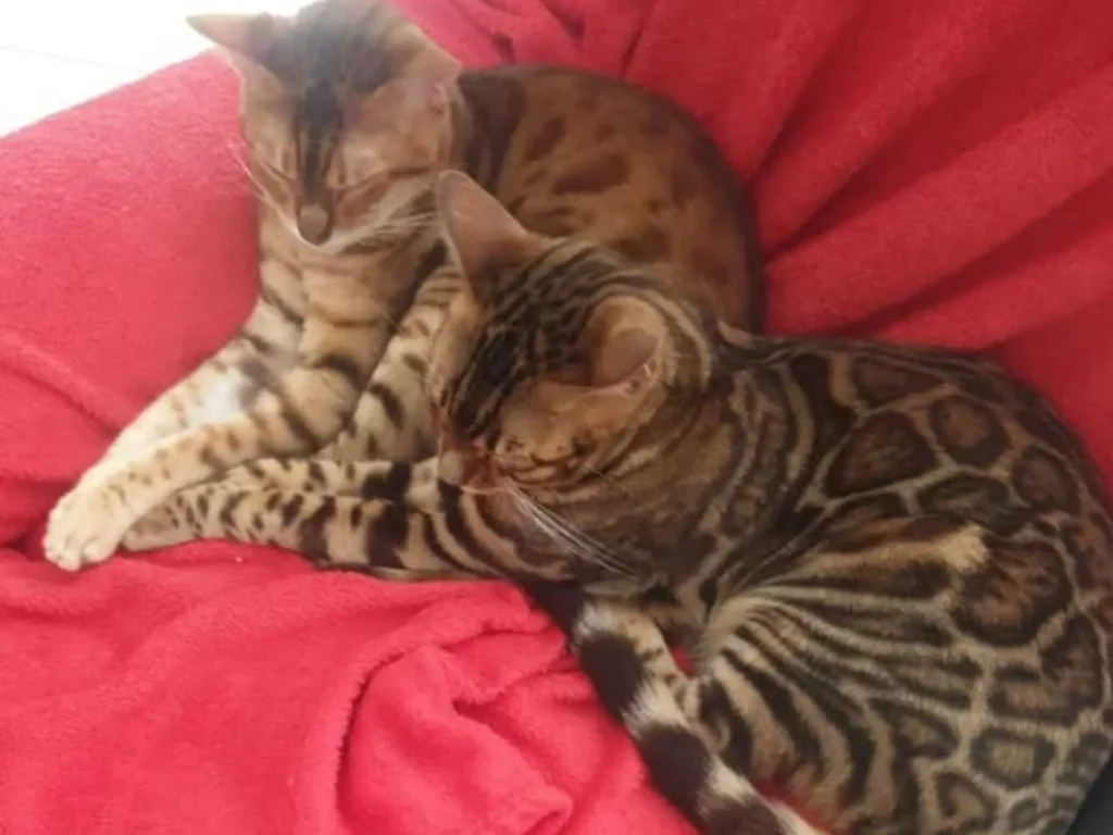 Hall of Fame: Das dynamische Bengalkatzen Duo Aisy und Johnboy mit Andrea