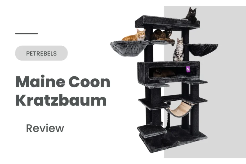 Petrebels Maine Coon Kratzbaum XXL Review