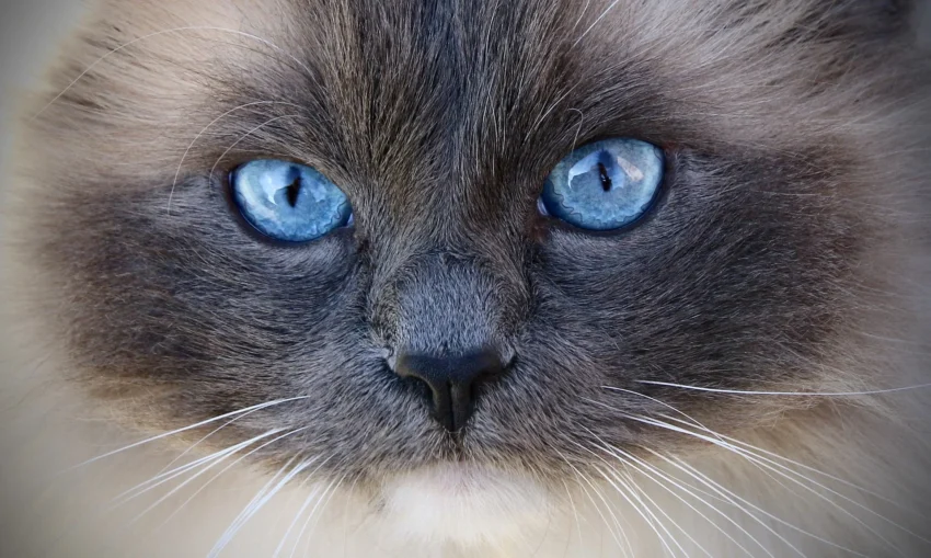 Ragdoll Katze: Das sanfte Gemüt unter den Hauskatzen