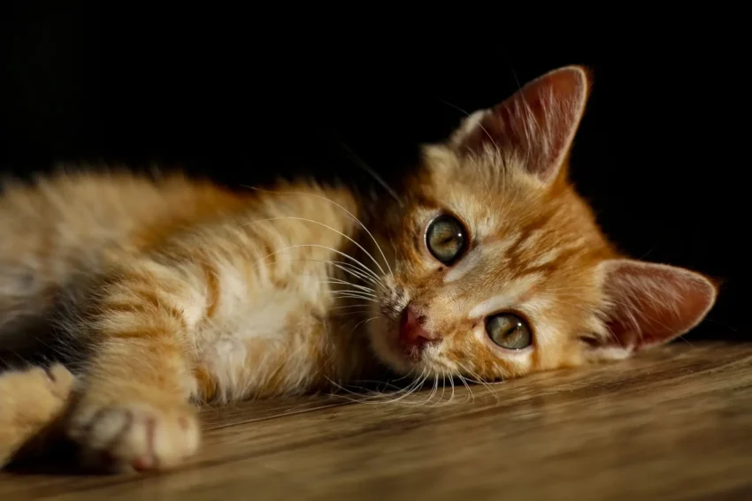 Leitfaden für Neue Katzenbesitzer